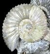 Iridescent Deschaesites Ammonite Cluster - (Special Price) #39151-2